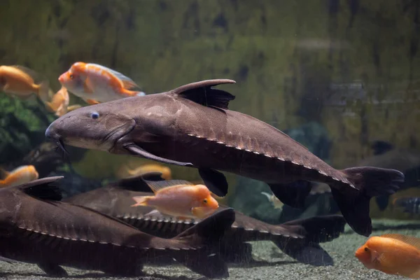 Ripsaw harcsa (Oxydoras niger) — Stock Fotó