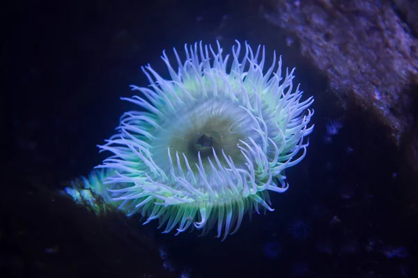 Et yiyen anemon (Urticina piscivora) — Stok fotoğraf