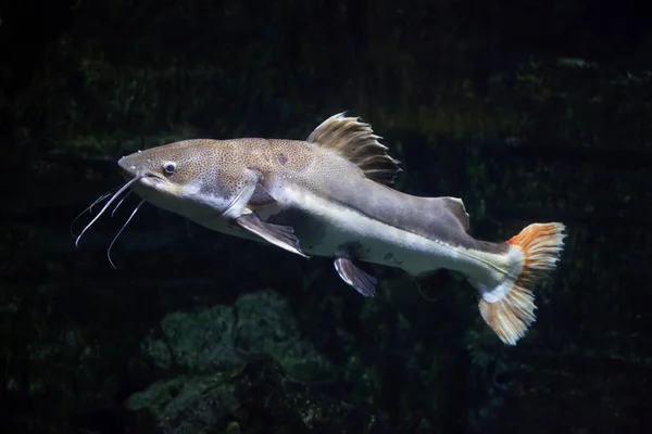 Kırmızı kuyruklu yayın balığı (Phractocephalus hemioliopterus). — Stok fotoğraf