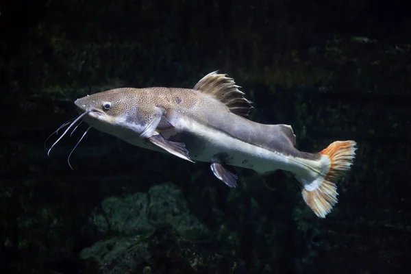 尾のナマズ（Phractocephalus hemioliopterus）). — ストック写真