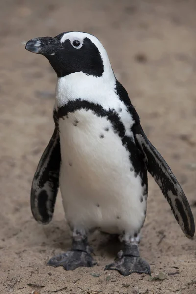 Pinguinul african (Spheniscus demersus ) — Fotografie, imagine de stoc