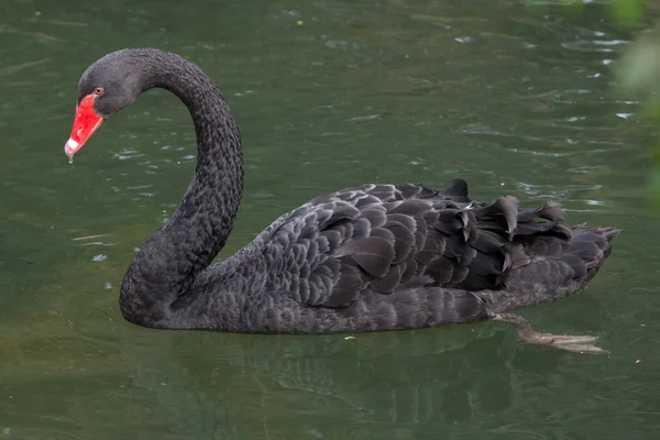 Schwarzer Schwan (Cygnus atratus)). — Stockfoto