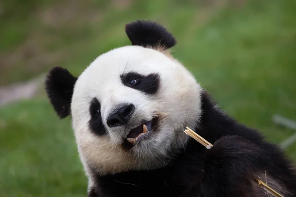 Panda gigante (Ailuropoda melanoleuca ). — Foto de Stock