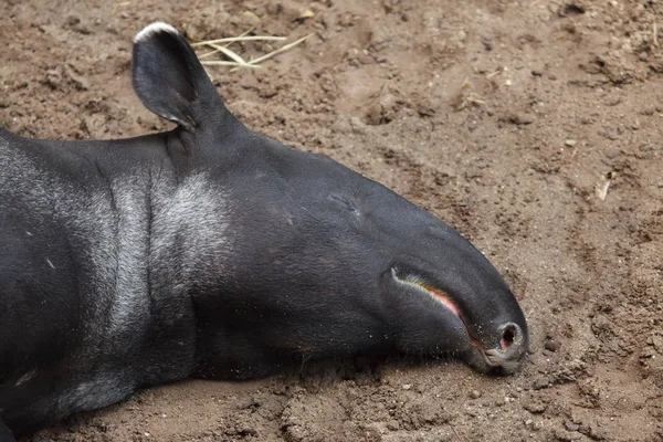 Malayan tapir (Tapirus indicus) — Stock Photo, Image