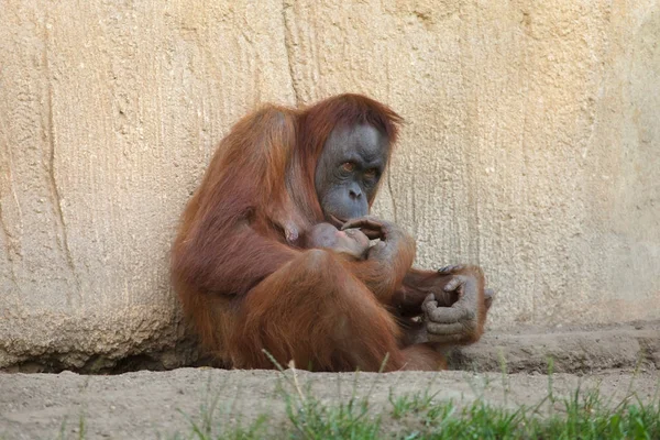 Sumatran-Orang-Utan (Pongo abelii)) — Stockfoto