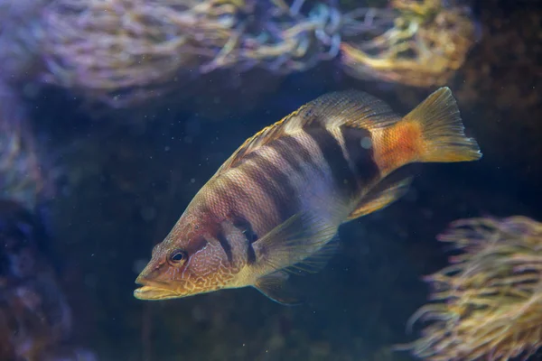 Boyalı Comber (Serranus scriba) — Stok fotoğraf