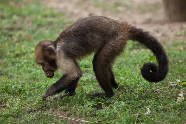 Capuchino de vientre dorado (Sapajus xanthosternos) — Foto de Stock