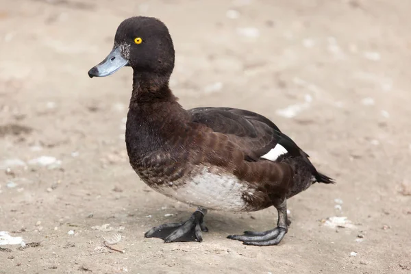 Pato adornado (Aythya fuligula ). — Fotografia de Stock