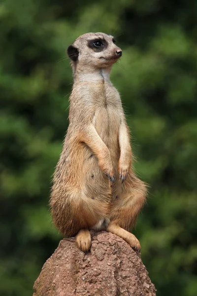 Meerkat (Suricata suricatta) ) — Photo