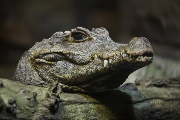 Zwergkrokodil (osteolaemus tetraspis)) — Stockfoto