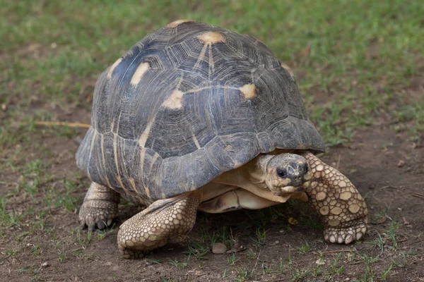 Tortue rayonnée (Astrochelys radiata) ). — Photo