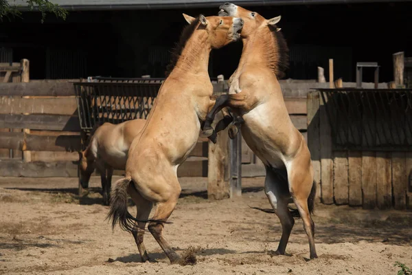 Przewalski's horses (Equus ferus przewalskii) — Stock Photo, Image
