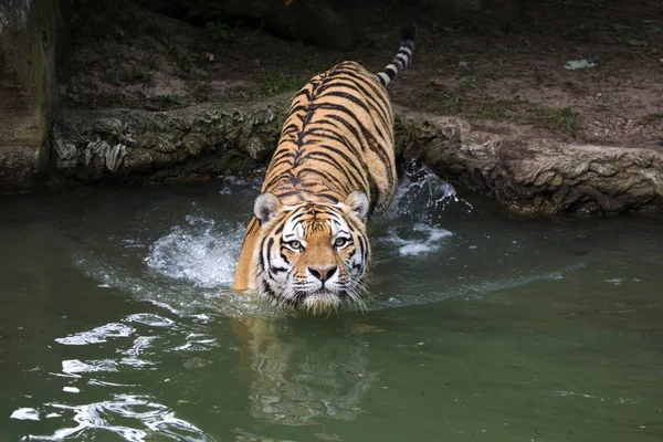 Sibirischer Tiger (PANTHERA TIGRIS ALTAIKA)) — Stockfoto