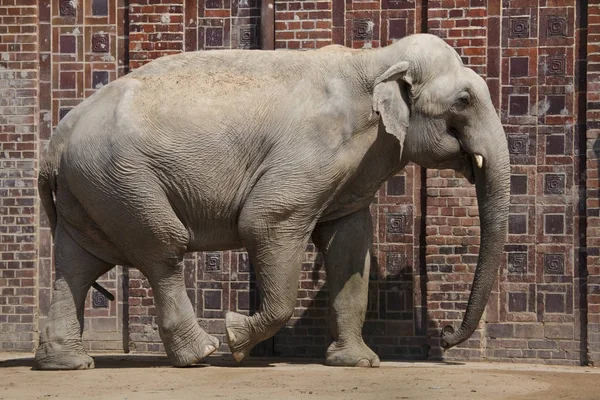 Indischer Elefant (Elephas maximus indicus)) — Stockfoto