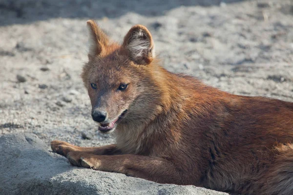 Ussurijské dhoula (Cuon alpinus alpinus) — Stock fotografie