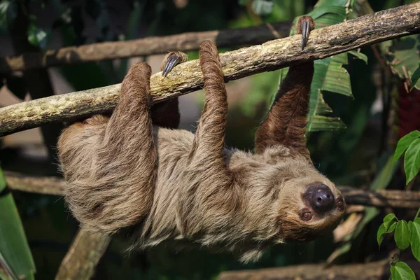 Linnés Tvåtåiga sengångare (choloepus didactylus) — Stockfoto