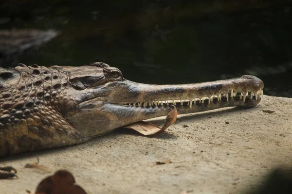 Falscher gharial (tomistoma schlegelii)) — Stockfoto
