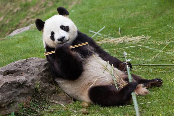 Panda gigante (Ailuropoda melanoleuca ). — Fotografia de Stock