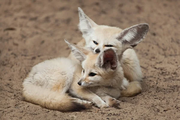 Fenchelfüchse (vulpes zerda)). — Stockfoto