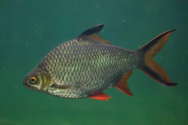 Zilverpapier barb (Barbonymus schwanenfeldii) Rechtenvrije Stockfoto's