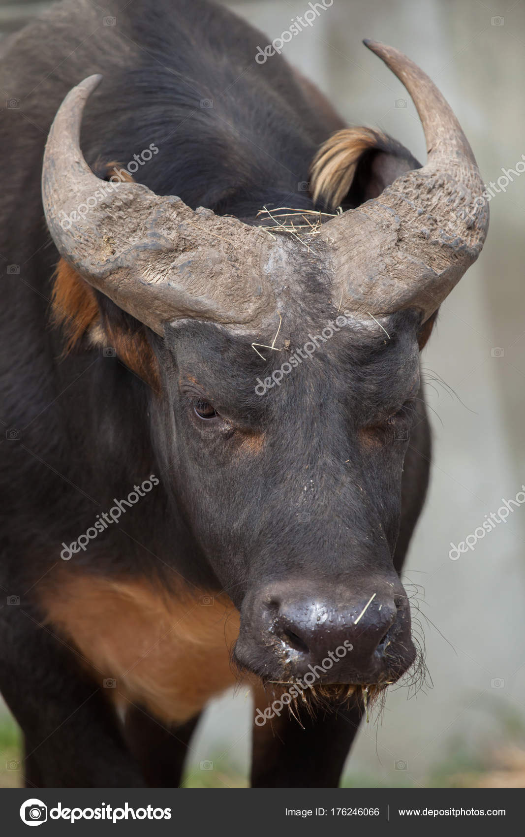 Afrikansk Skovbøffel Syncerus Caffer Nanus Også Kendt Som Den Røde —  Stockfoto © wrangel #176246066, image size:1067x1700