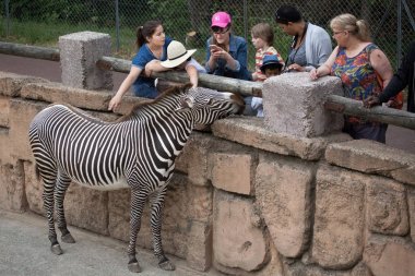 Grevy zebra seyir ziyaretçi