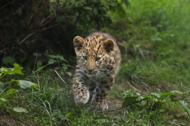 Three-month-old Amur leopard (Panthera pardus orientalis).  clipart