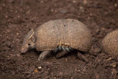De La Plata üç bantlı armadillo bilinen Güney üç bantlı armadillo (Tolypeutes matacus),.