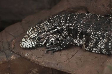 Argentine black and white tegu (Salvator merianae), also known as the Argentine giant tegu.  clipart