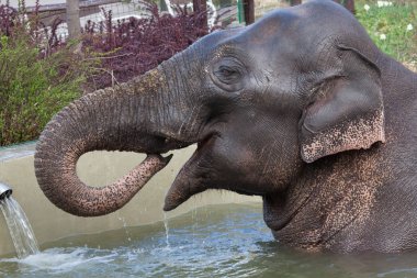 Asya fili (Elephas maximus) banyo.