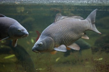 vahşi ortak sazan (cyprinus carpio). 
