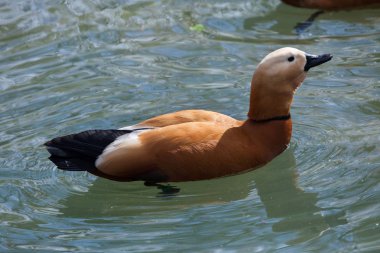 Angut (Tadorna ferruginea), olarak da bilinen Brahminy ördek.