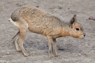 Patagonya cavy da bilinen Patagonya mara (Dolichotis patagonum),.