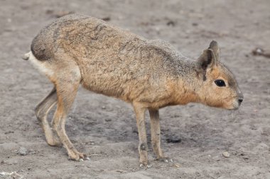 Patagonian mara (Dolichotis patagonum), also known as the Patagonian cavy. clipart