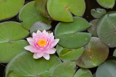 Star lotus (Nymphaea nouchali), also known as the white water lily.  clipart