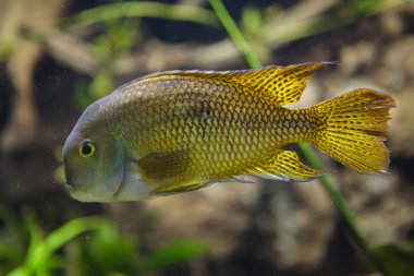 Nickie veya papağan Çiklit da bilinen Moga (Hypsophrys nicaraguensis),.