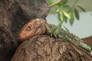 Kuzey caiman kertenkele (dracaena guianensis).