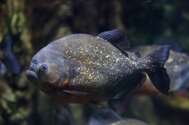 Kırmızı karınlı piranha da bilinen kırmızı piranha (Pygocentrus nattereri).