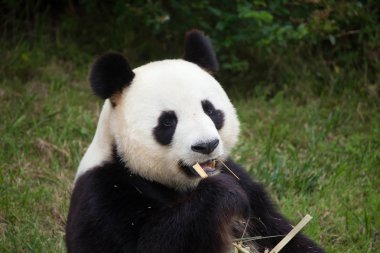 Dev panda (Ailuropoda melanoleuca). Vahşi hayvan. 