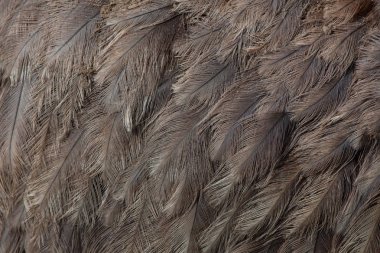 Büyük rhea (Rhea americana), ortak rhea da bilinir. Kuş tüyü doku.