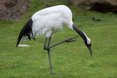 Red-crowned crane (Grus japonensis), also known as the Japanese crane or Manchurian crane. clipart