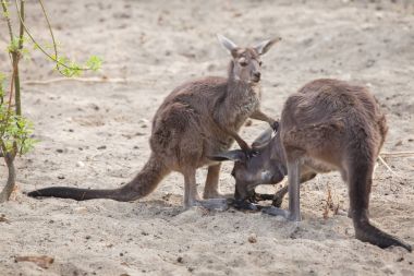 Mainland Western grey kangaroo (Macropus fuliginosus melanops), also known as the black-faced kangaroo. clipart