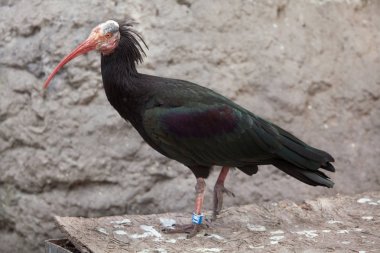 Northern bald ibis (Geronticus eremita), also known as the hermit ibis.  clipart