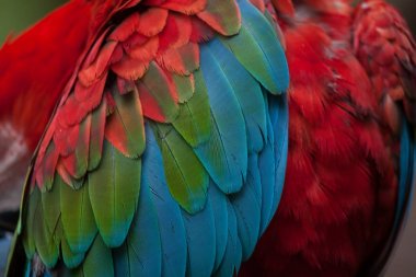 Green-winged macaw (Ara chloropterus), also known as the red-and-green macaw. Plumage texture. clipart