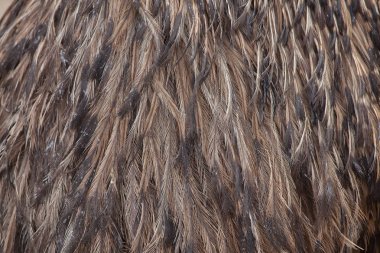 EMU (Dromaius novaehollandiae). Kuş tüyü doku.