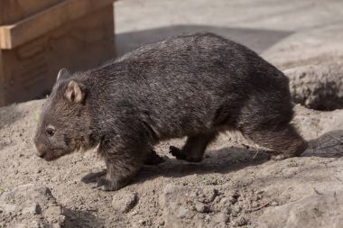 Common wombat (Vombatus ursinus). Wild life animal.  clipart
