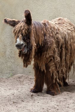 Poitevin eşek da bilinen Poitou eşek (Equus asinus),. 