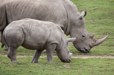 Güney beyaz gergedan (Ceratotherium simum simum). Onun yeni doğan bebek ile kadın gergedan.