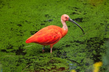 Scarlet ibis (Eudocimus ruber). Wildlife animal.  clipart