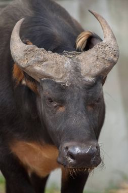 Ayrıca kırmızı buffalo veya Kongo buffalo olarak bilinen Afrika orman buffalo (Syncerus caffer nanus),. 